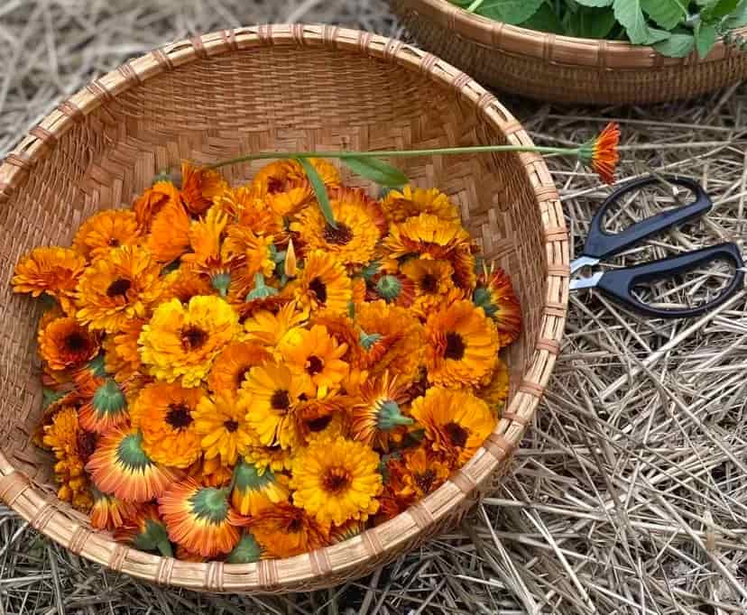 How to Care for Calendula in Winter