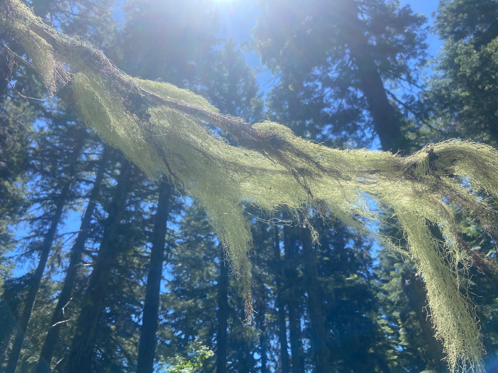 Usnea Lichen: Insights from a Professional Wildcrafter