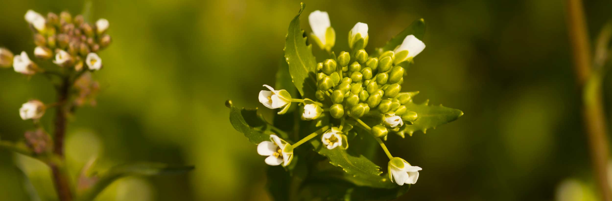Shepherd's-purse - Capsella bursa-pastoris - Brassicaceae:… | Flickr