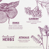 Featured Herbs in Elderberry Syrup Everyday Immunity for Kids